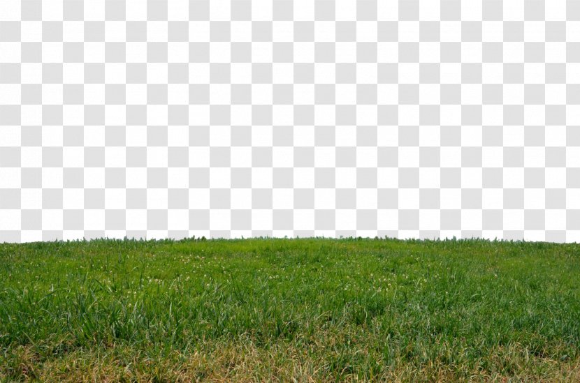Lawn Meadow Grasses Angle Pattern - Plant - Grass Clipart Transparent PNG