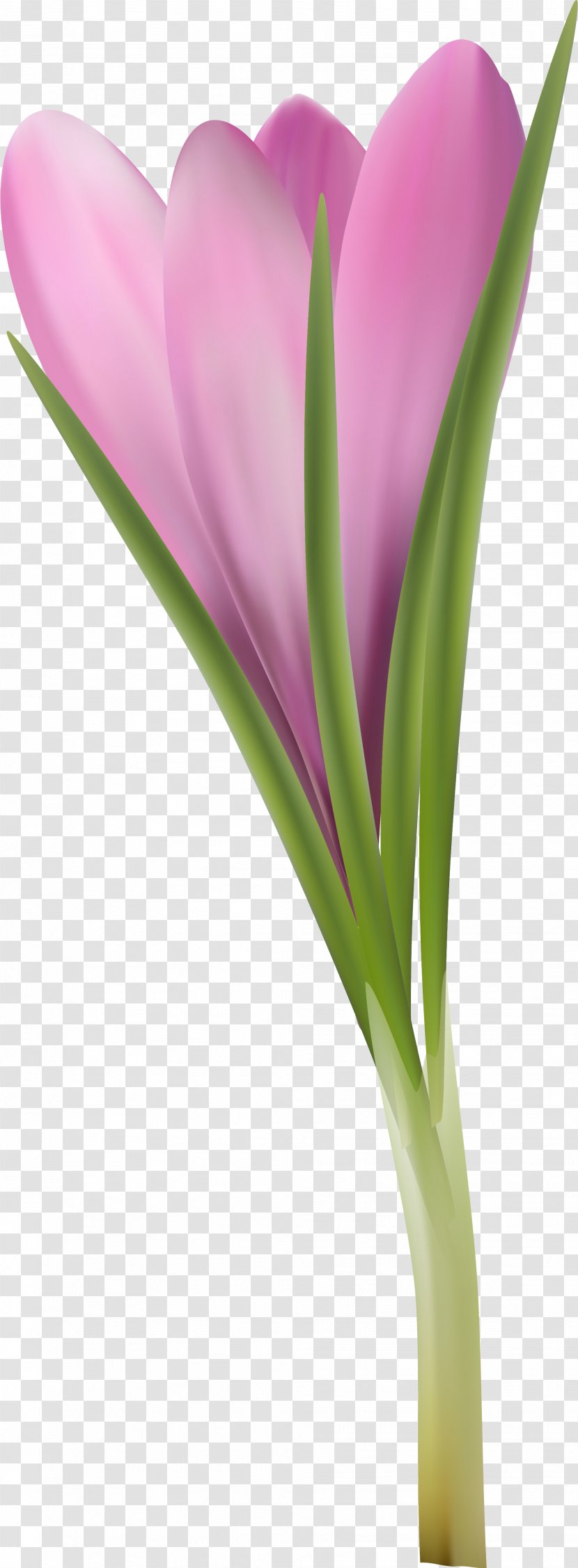 Flowering Plant Purple Lilac Violet - Crocus Transparent PNG