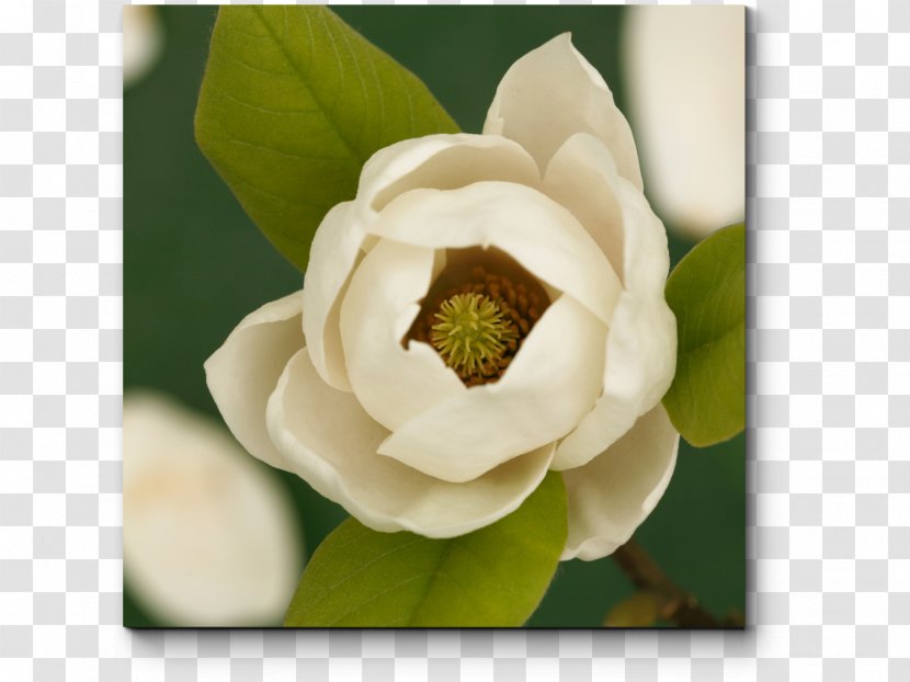 Mississippi Southern Magnolia State Flower Louisiana - Rose Order Transparent PNG