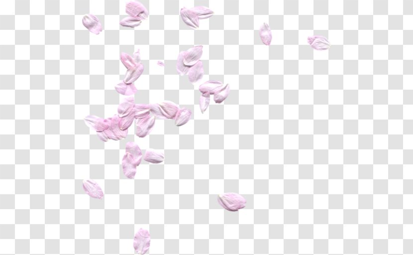 Petal Flower - Floristry Transparent PNG