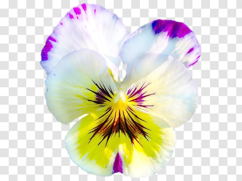 Pansy Violet Advertising Rengarenk July - Family Transparent PNG