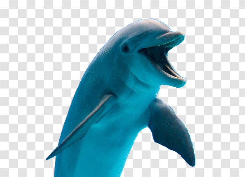 Common Bottlenose Dolphin Tucuxi Cetaceans - Mahimahi Transparent PNG