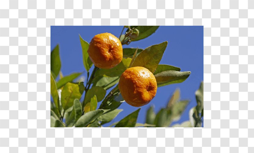 Bitter Orange Rangpur Tangerine Clementine Calamondin - Tree - Mandarine Transparent PNG