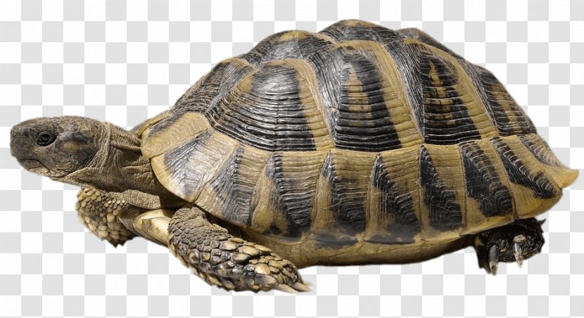 Turtle Shell Hermann's Tortoise Stock Photography Common - Eastern Box - Tortoide Transparent PNG