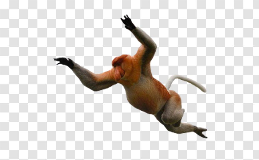 Desktop Wallpaper Proboscis Monkey Baboons - Fauna - Baby Shoes Transparent PNG