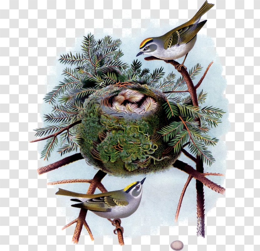 Bird Decoupage Work Of Art Painting Drawing - Nest Transparent PNG