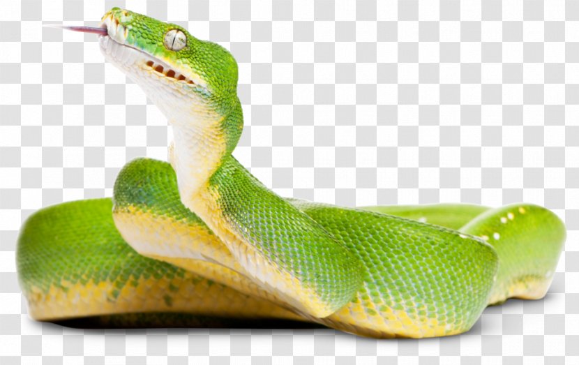 Green Tree Python Snake Crocodiles Photography - Elapidae - Reptile Transparent PNG