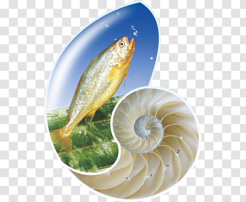 Fish As Food Products - Organism - Conch Transparent PNG