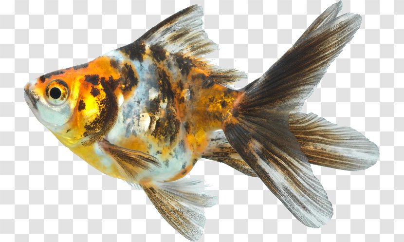 Goldfish Koi Feeder Fish Fin - Organism Transparent PNG