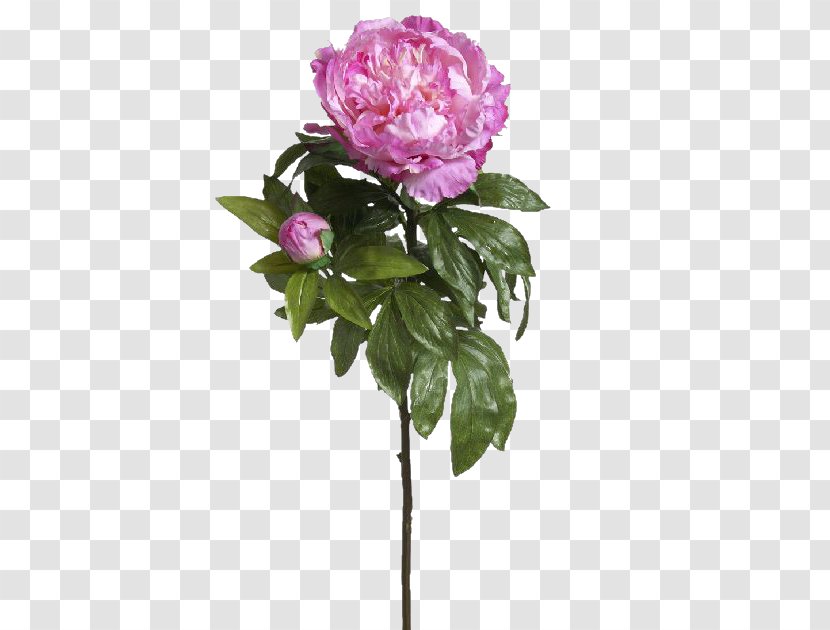 Cabbage Rose Garden Roses Flowerpot Cut Flowers - Hydrangea Transparent PNG