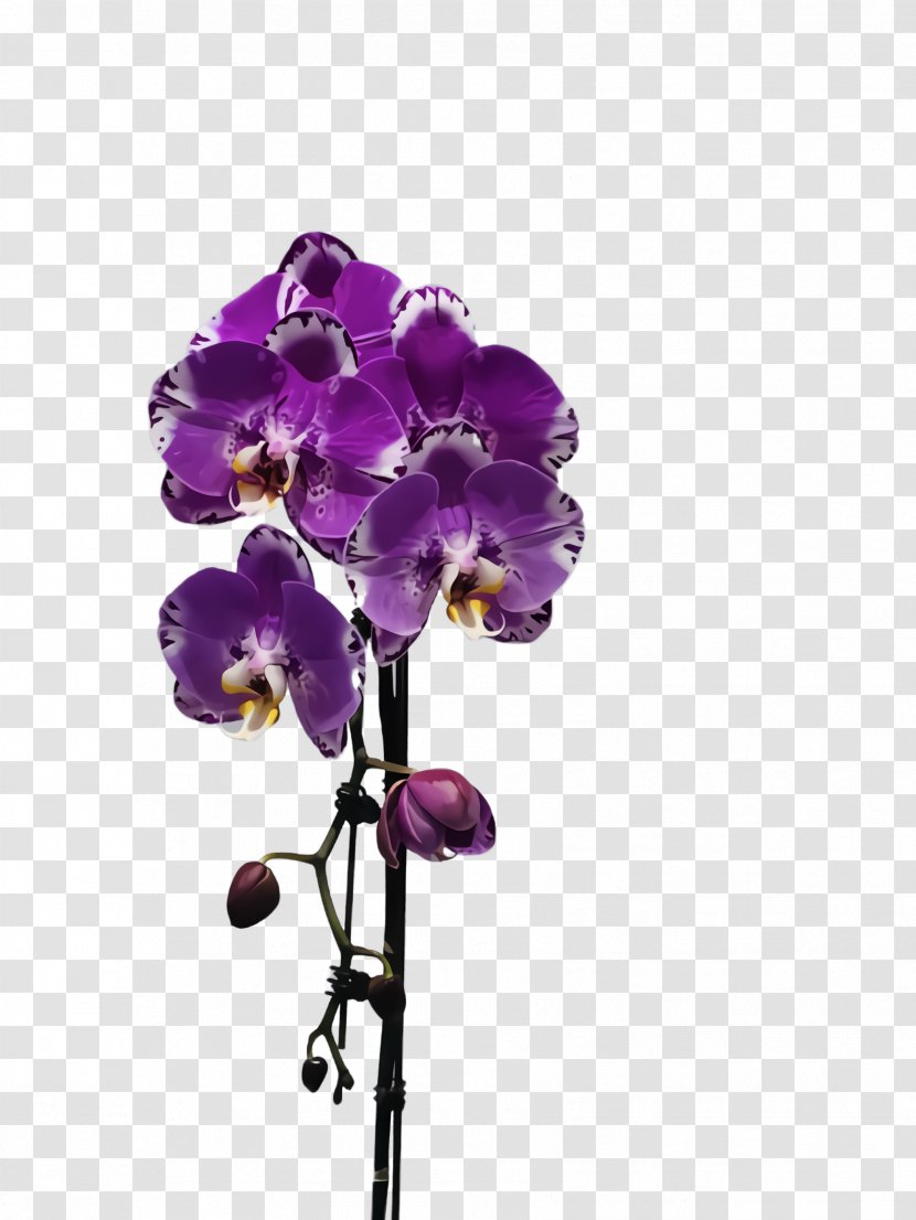 Flower Flowering Plant Violet Purple - Cut Flowers Moth Orchid Transparent PNG