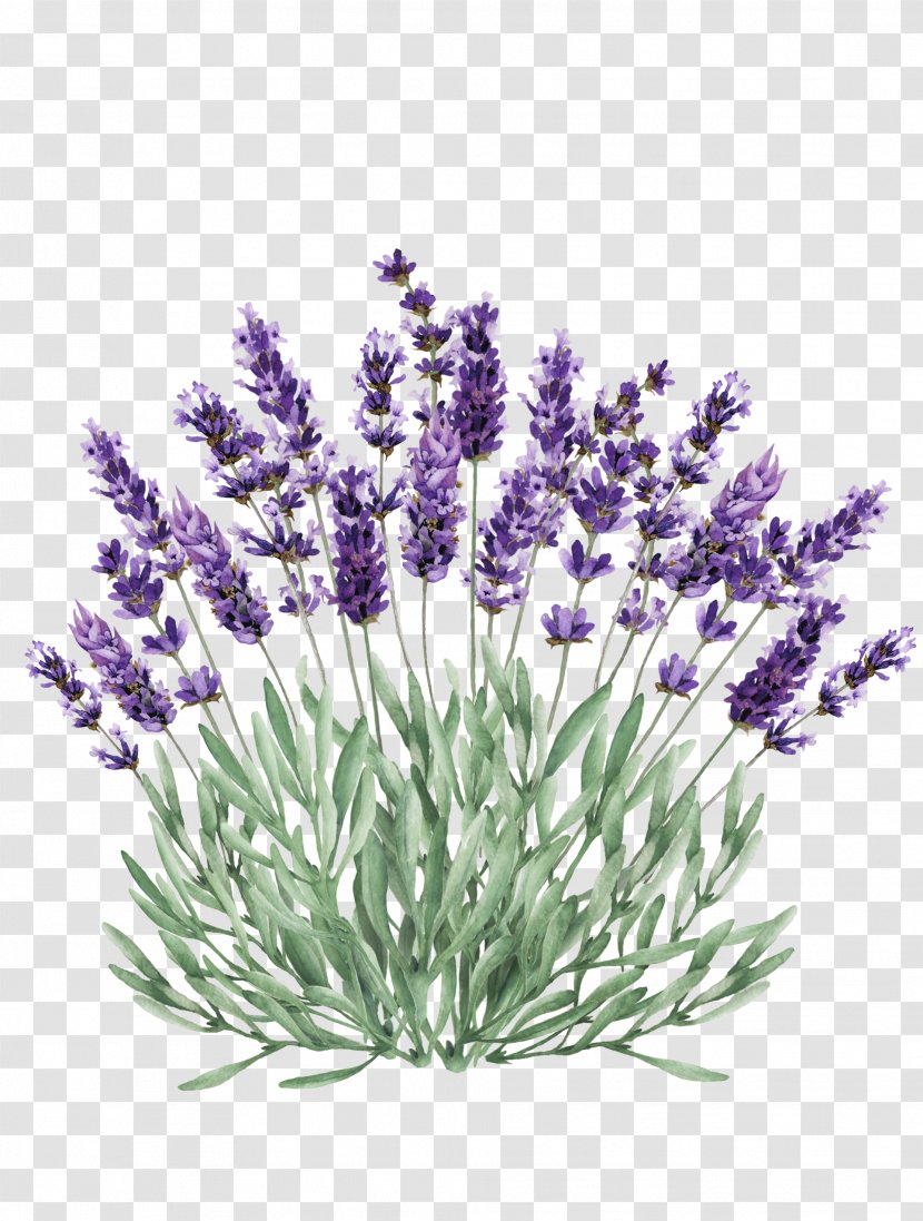 Clip Art Lavender Illustration Vector Graphics - Watercolor Flowers - Hydrangea Kebiruanungu Transparent PNG