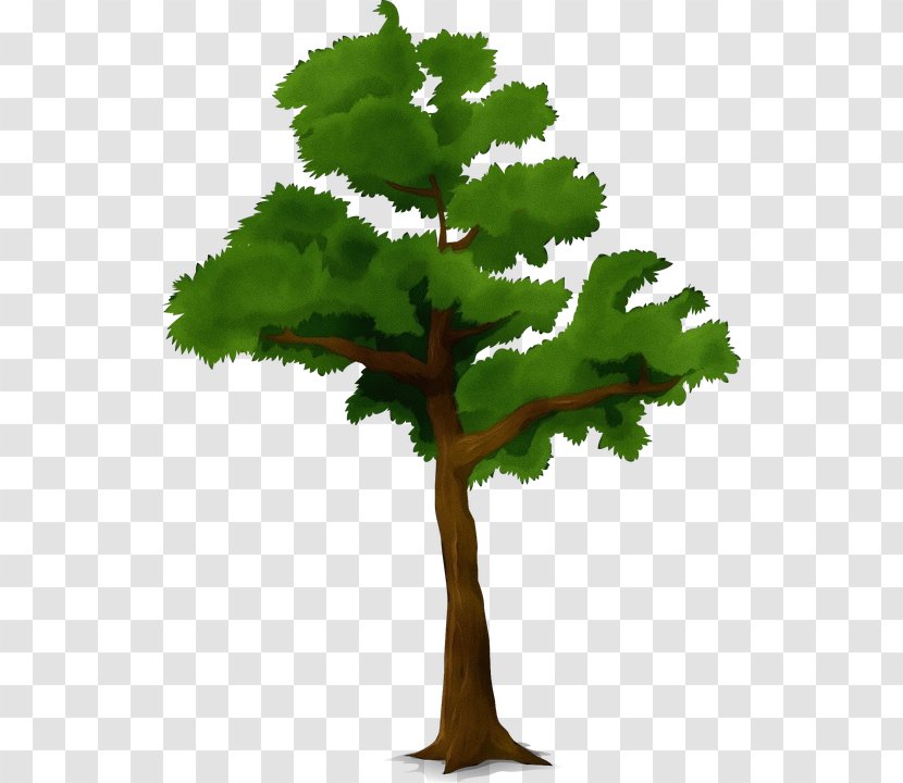 Oak Tree Silhouette - Houseplant - Elm Arbor Day Transparent PNG