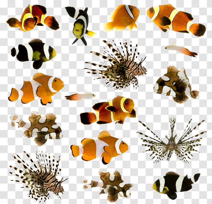 Clownfish Animal Pet Tropical Fish - Butterfly Transparent PNG
