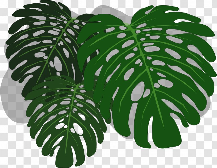Philodendron Swiss Cheese Plant Clip Art - Mint Leaf Transparent PNG