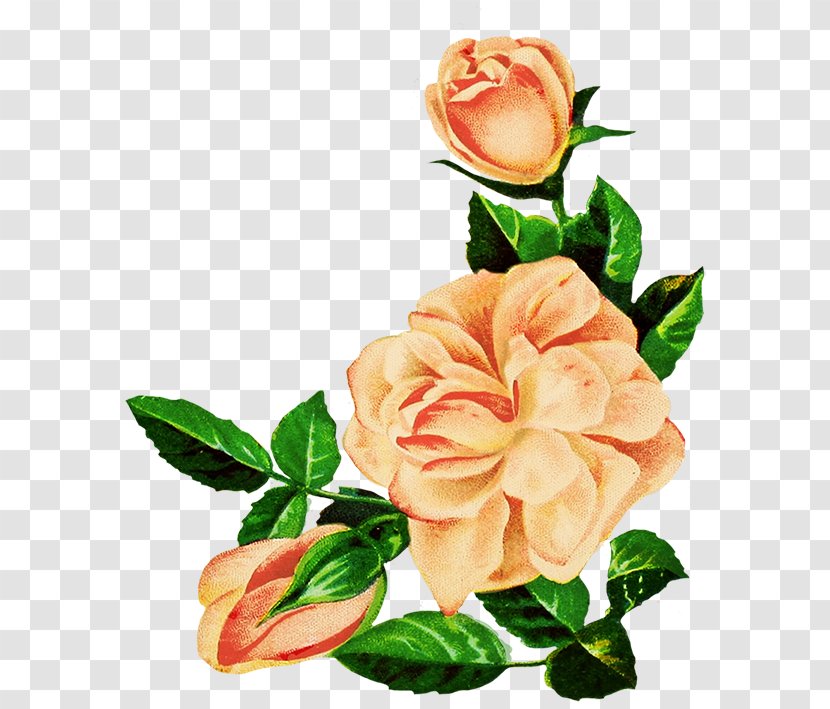 Garden Roses Centifolia Drawing Floral Design Flower - Color Transparent PNG