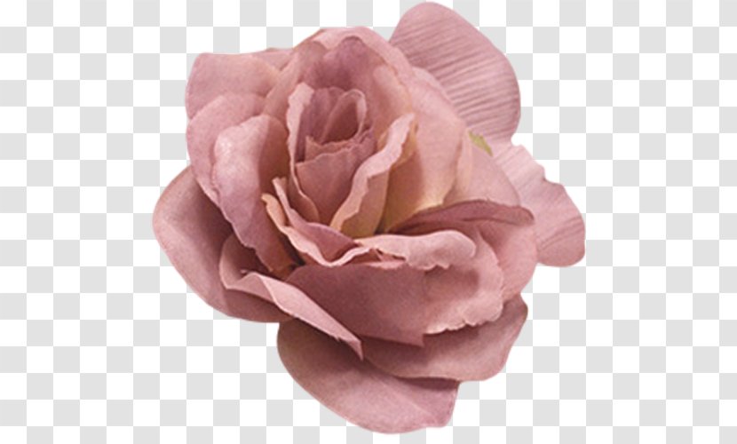 Centifolia Roses Flower Pink Color - Rose Family - Eggplant Transparent PNG