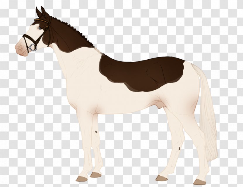 Mustang Foal Stallion Mare Colt - Saddle Transparent PNG