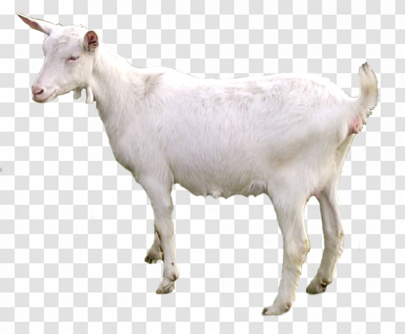 Emily The Goat Sheep Pack - Goats Transparent PNG