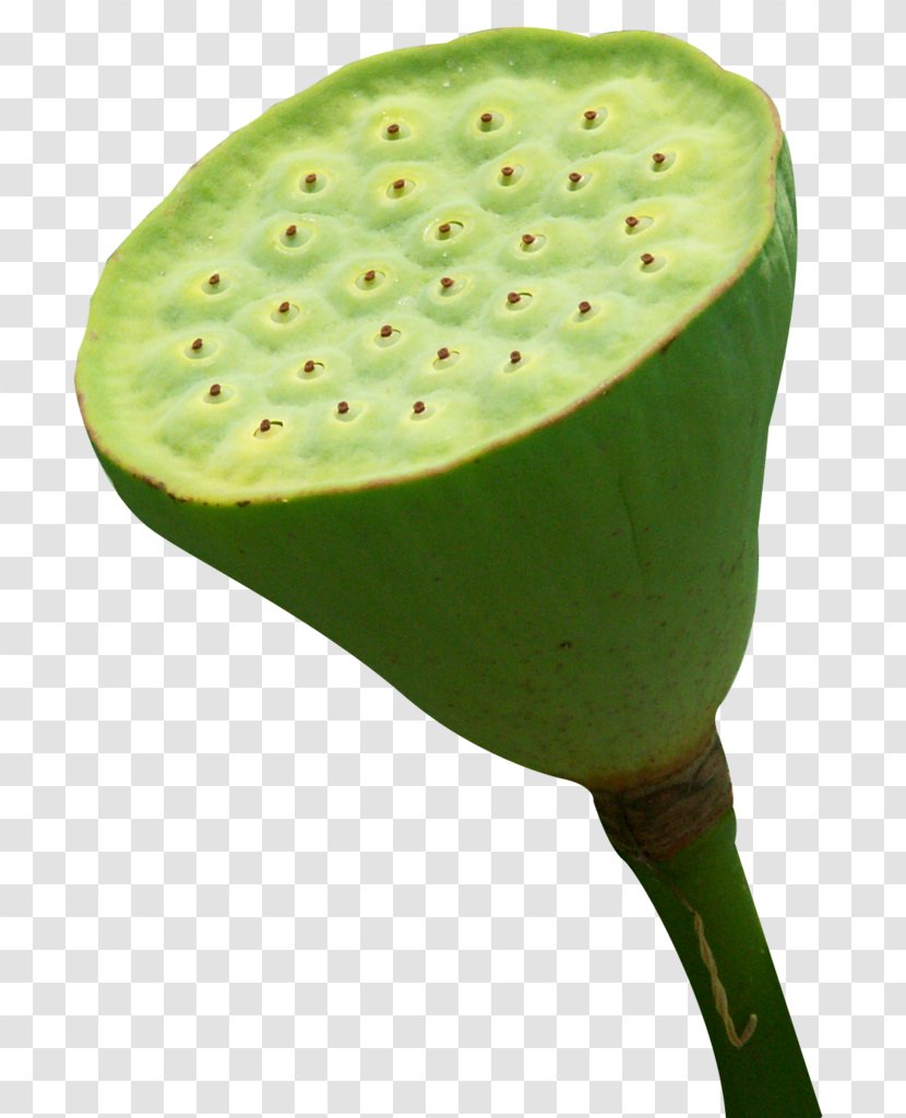 Nelumbo Nucifera Lotus Seed Shower - Plant Stem Transparent PNG