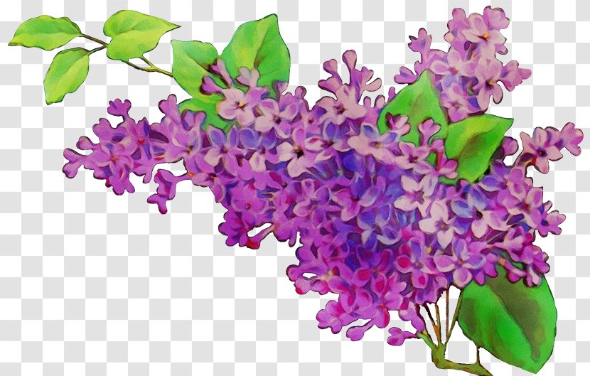 Purple Watercolor Flower - Violet - Petal Dendrobium Transparent PNG