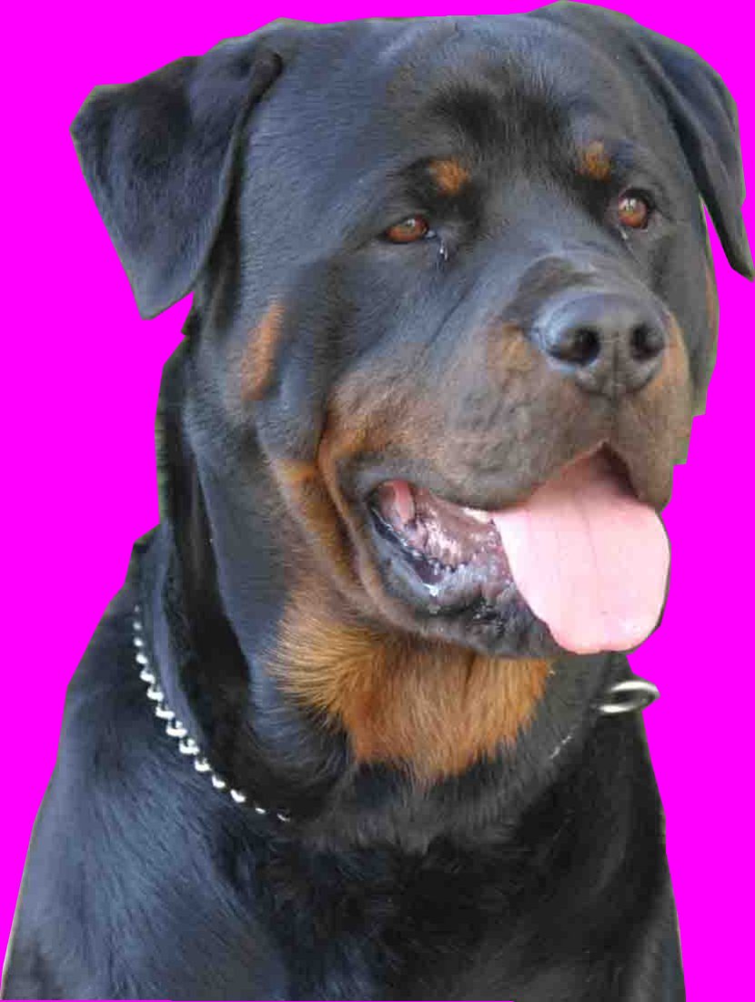 Staffordshire Bull Terrier Rottweiler Hovawart German Shepherd Cat Transparent PNG