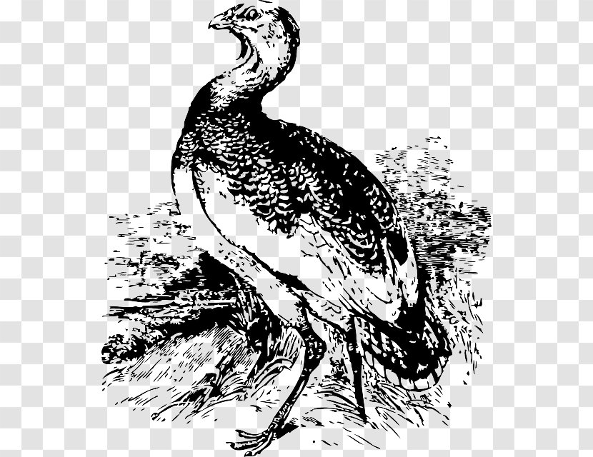 Bird Great Bustard Clip Art - Wildlife Transparent PNG