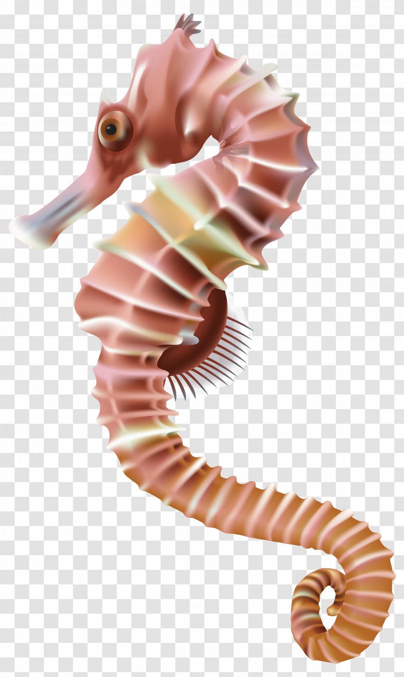 Seahorse Leafy Seadragon Clip Art - Editing - Transparent Image Transparent PNG
