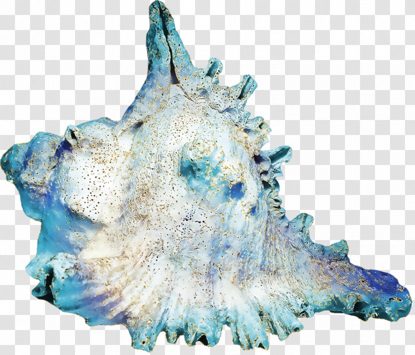 Conch Download - Turquoise - Seashell Transparent PNG