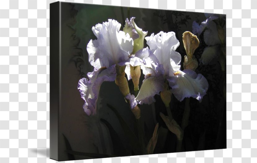 Floral Design - Plant Transparent PNG