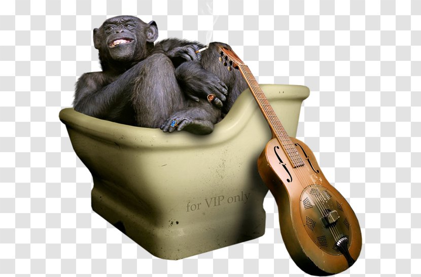 Gorilla Common Chimpanzee Illustration - Silhouette - Toilet Transparent PNG
