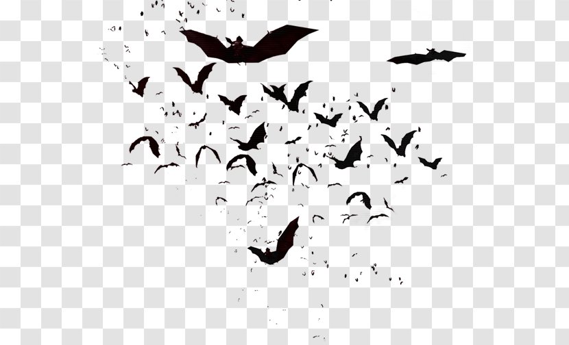 Flock Bird Migration Crane Beak - Fauna Transparent PNG