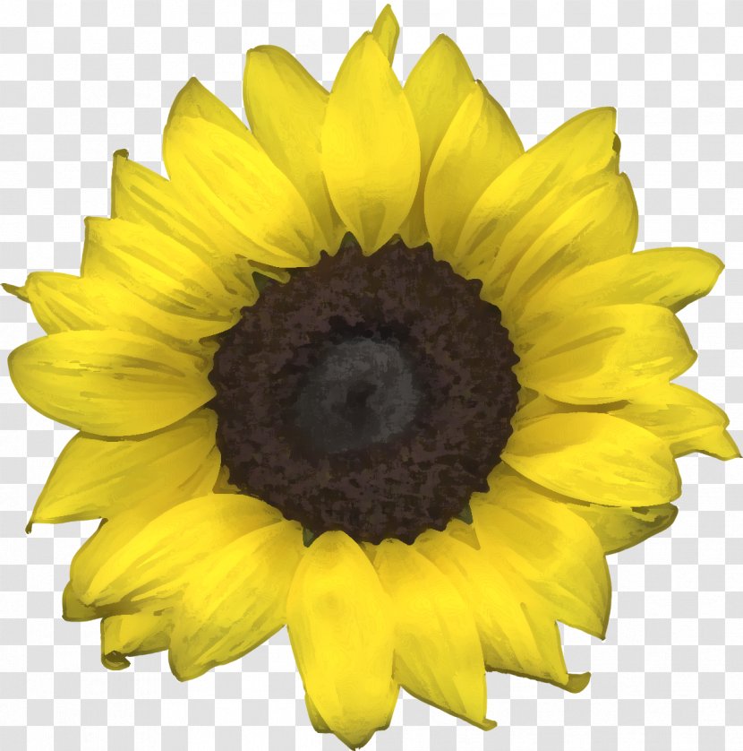 Common Sunflower Hair Coloring Transparent PNG