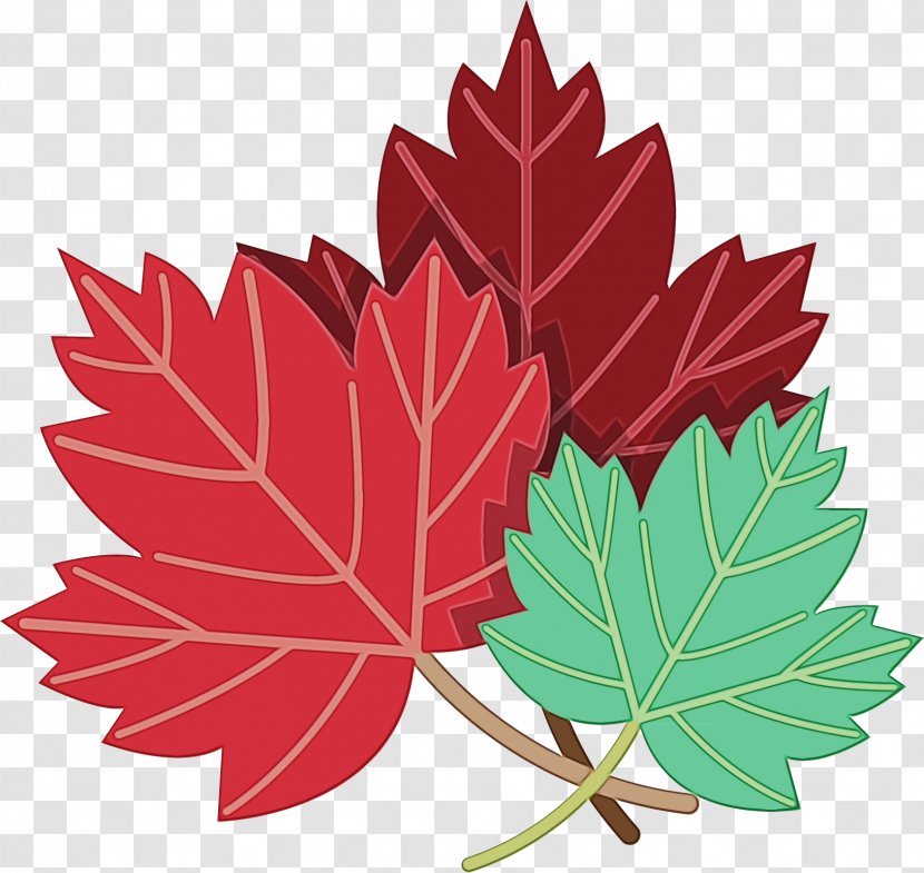 Canada Maple Leaf - Soapberry Family Silver Transparent PNG