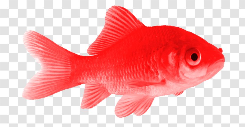 Goldfish Fin Aquarium Blue - Bony Fish Transparent PNG