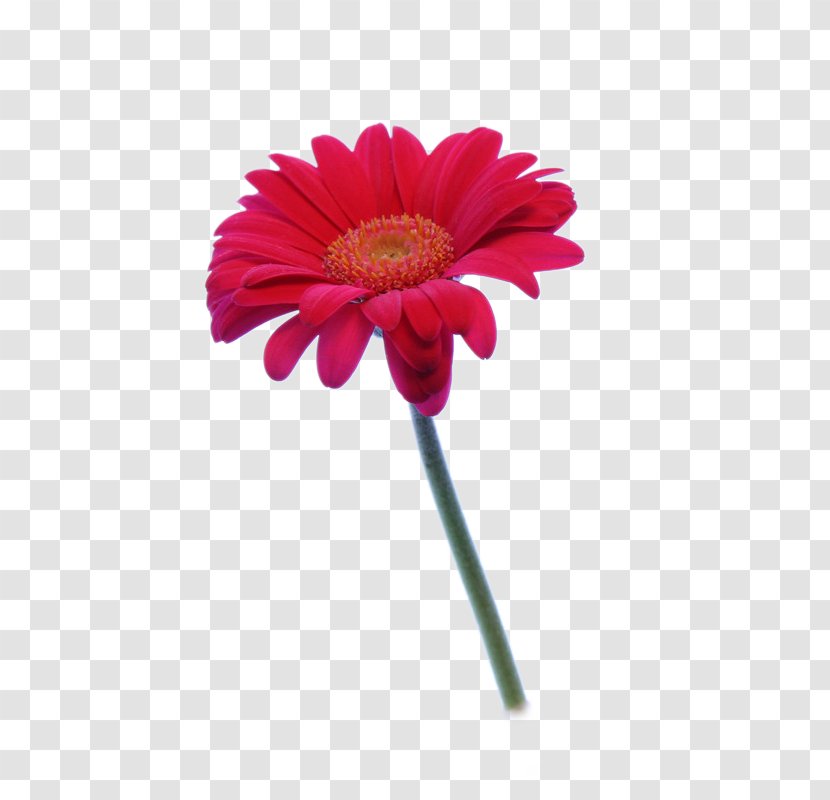 Gerbera Jamesonii Dahlia Flower - Plant Stem - HD Transparent PNG