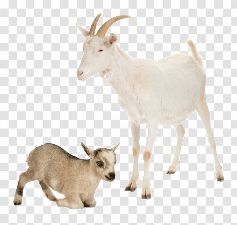 Nigerian Dwarf Goat Sheep Cattle Farm Livestock - Lamb Pictures Transparent PNG