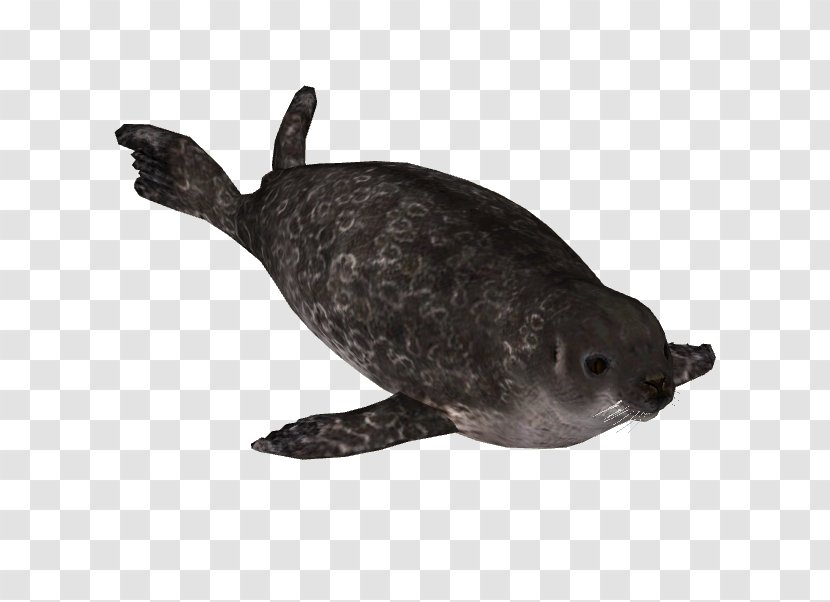 Harbor Seal Sea Turtle Pinniped Terrestrial Animal - Sealanimal Transparent PNG