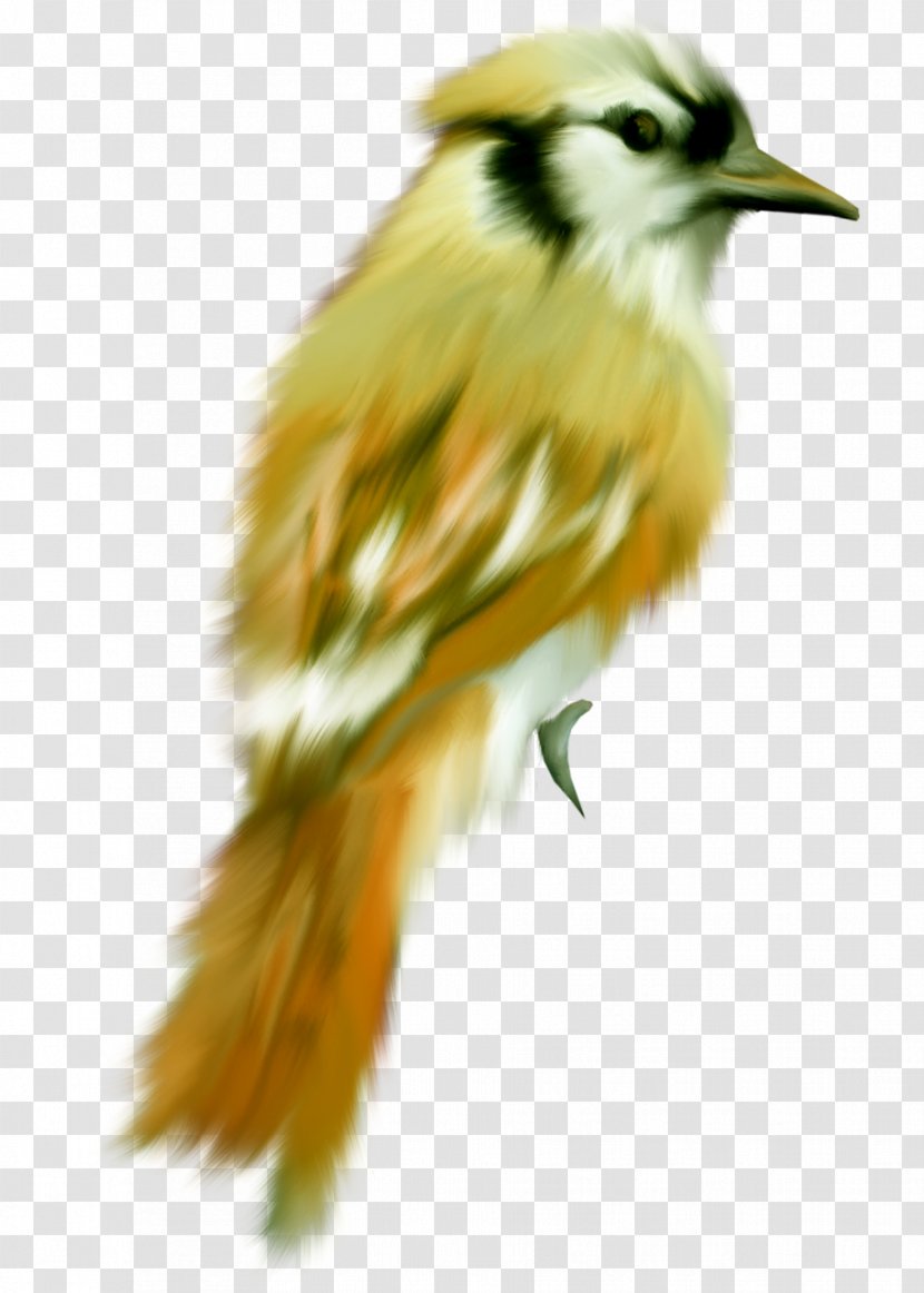 Bird Cygnini Dog Cat Parrot - Silhouette - Birds,Birds Transparent PNG