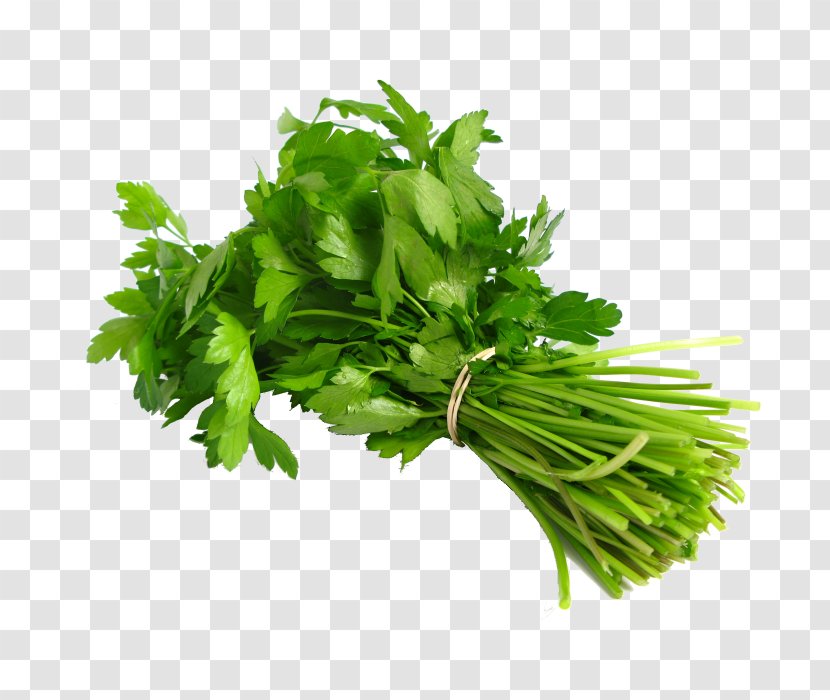 Coriander Thai Cuisine Chicken Curry Herb Leaf Vegetable - Dish - Chillicoriandermintgreen Transparent PNG