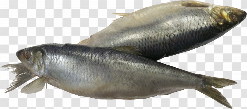 Sardine Fish - Clupea Transparent PNG