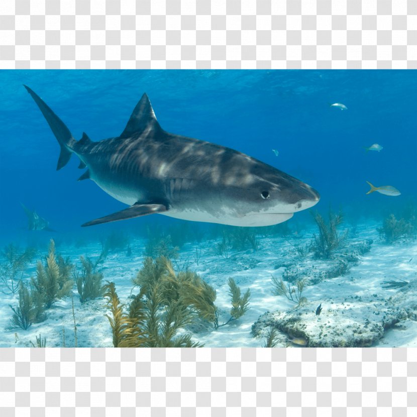 Tiger Shark Great White Lamnidae Requiem Sharks - Organism Transparent PNG