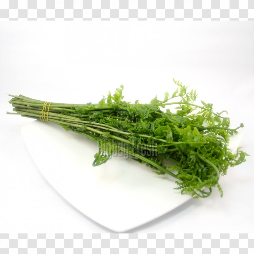Spinach Herb Rapini Fennel - Coriander Leaves Transparent PNG