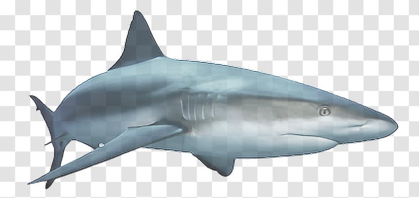 Scary Sharks Clip Art - Squaliformes - Shark Transparent PNG