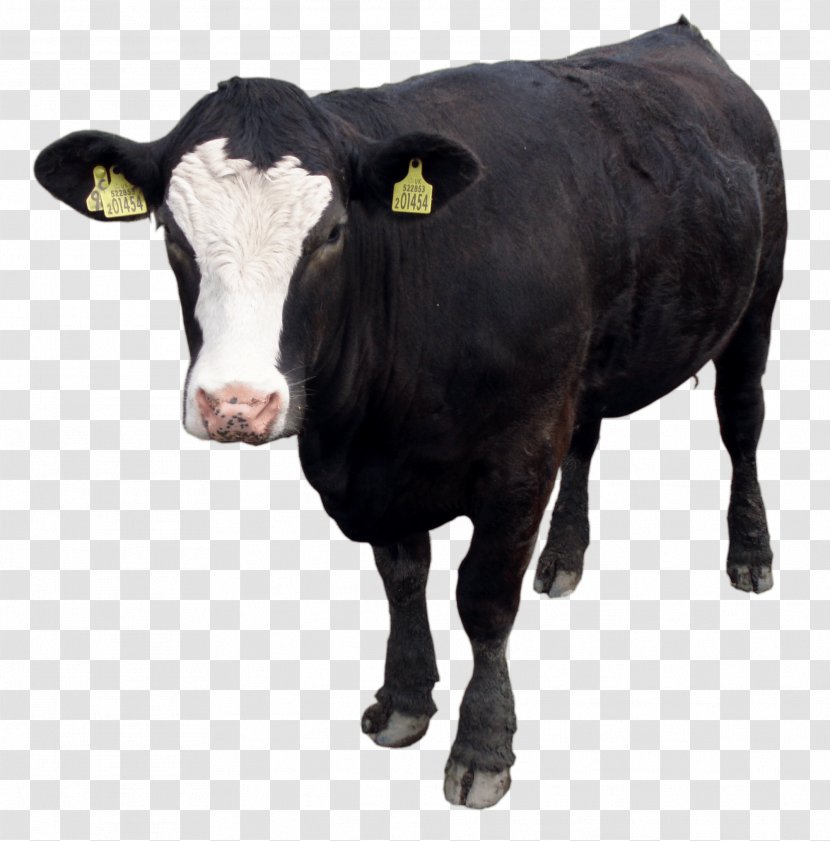 Jersey Cattle Normande Zebu The Black Cow Coffee Co - Holstein Friesian - Image Download Picture Transparent PNG