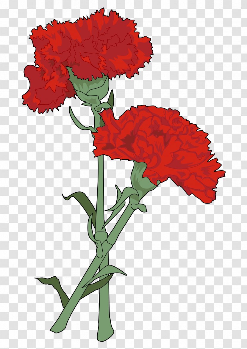 Carnation Drawing Cut Flowers Watercolor Painting - Seed Plant - Carnations Vector Transparent PNG