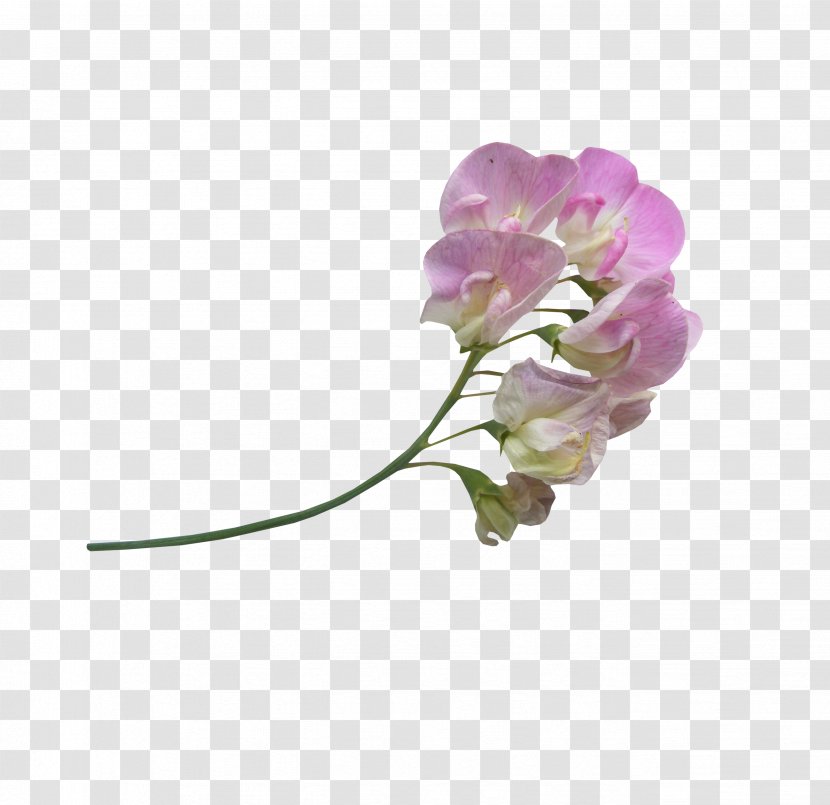 Flower Icon - Flowering Plant - Line Drawing Of Flowers And Floral Material Ps Transparent PNG