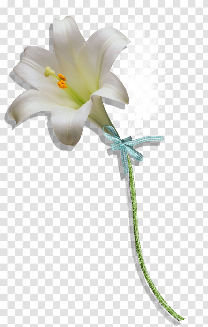 Floral Design Petal Flower - Lily Transparent PNG