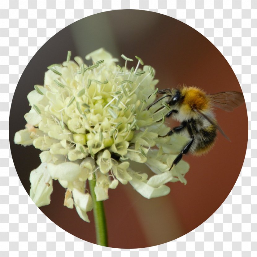 Western Honey Bee Nectar Bumblebee Transparent PNG