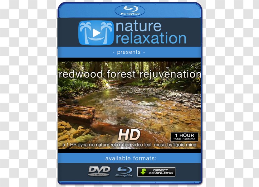 Blu-ray Disc 4K Resolution Ultra-high-definition Television 1080p - Tree - Redwood Transparent PNG